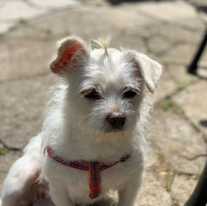 Meet your Posher, Abby